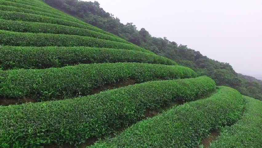 chinese-tea-tea-cultivation-stock-footage-video-100-royalty-free