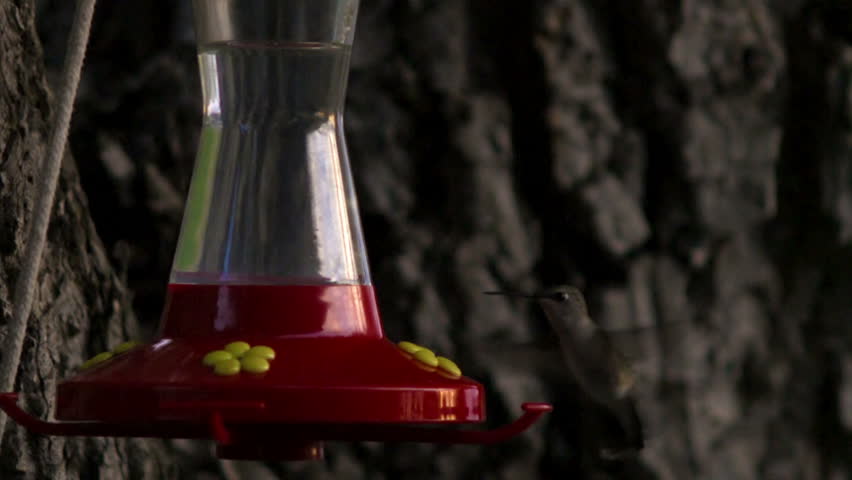 A hummingbird drinking from a bird feeder.