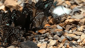 Many butterflies eat salt on wet ground , Kaeng Krachan national park, Thailand: Nature video HD relaxing
