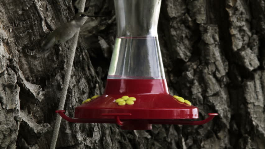 A hummingbird drinking from a bird feeder multiple times while flying.