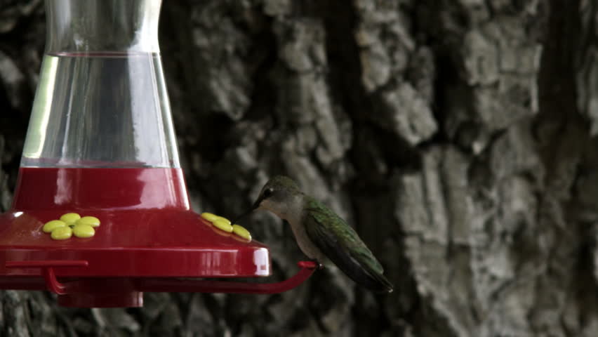 A hummingbird drinking from a bird feeder then flying away.