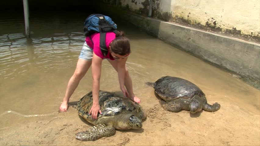 Touristic girl touching giant turtle on Turtle Island, Indonesia, Bali
