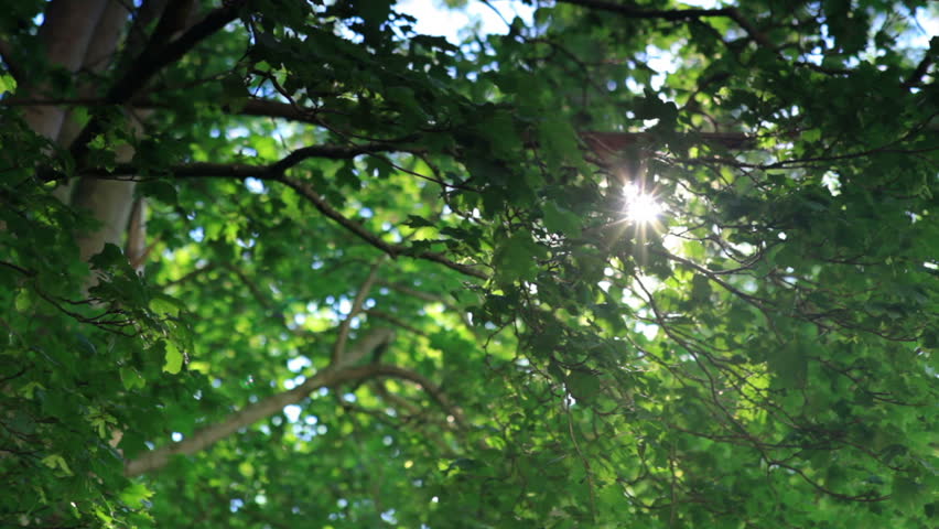 Sunlight shining through a grove of trees in Copenhagen, Denmark.