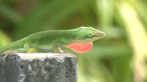 Close up on one green lizard displaying mating activity by showing its dewlap and head bobbing.