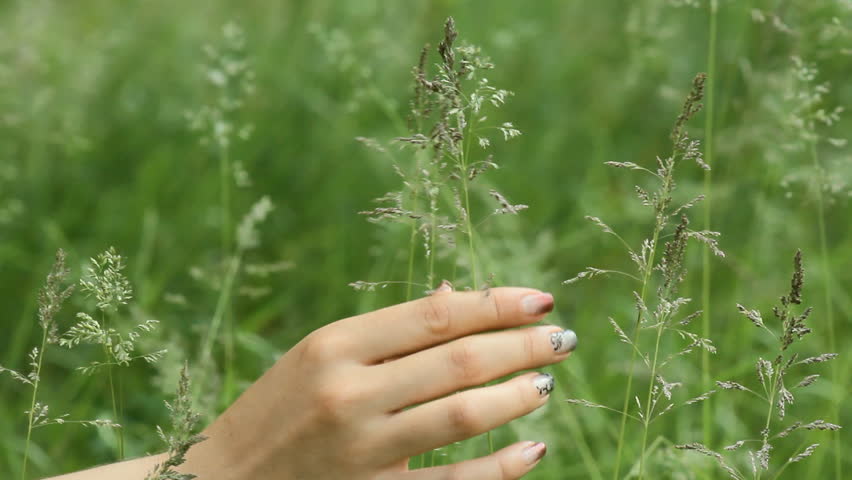 Woman Hands Stroking Grass Woman walking touching long grass in field in summer on blue sky | Shutterstock HD Video #17022193