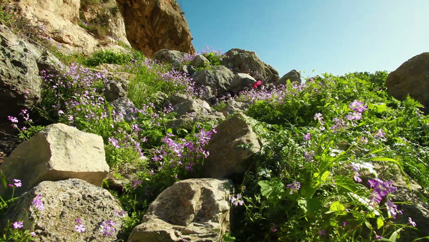 Left to right dolly shot of rocks, flowers and vegetation near the entrance of a