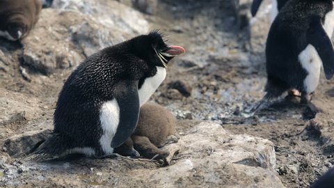 A Rockhopper penguin with chick in Falkland Islands