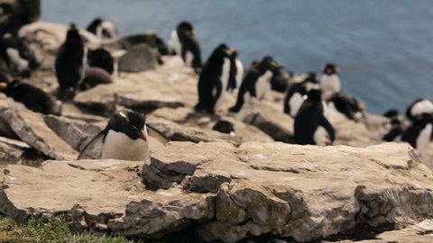 A Rockhopper penguin colony in Falkland Islands