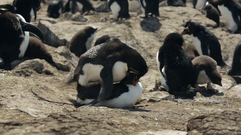 Two Rockhopper penguins mating in Falkland Islands