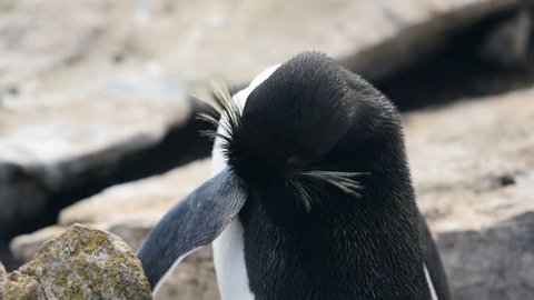 A close up of a Rockhopper penguin in Falkland Islands