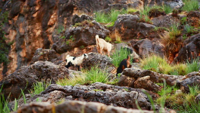 Four young goats grazing on the steep mountain side in the Adamit Park area of