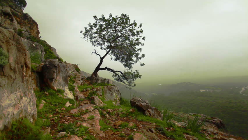 Dolly right to left up a mountain slope with a lone tree clinging to the shallow