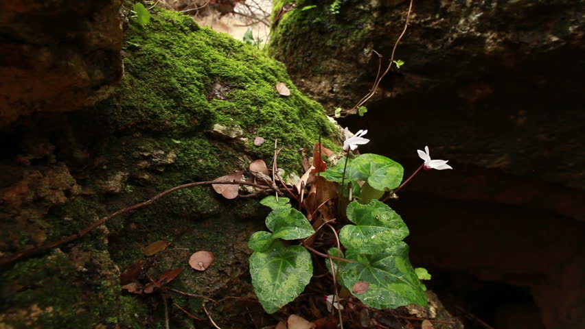 Shot of a delicate white flower clinging to a mossy boulder with the Iyon Tanur