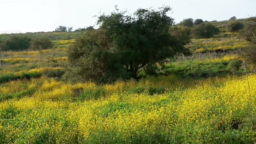 Slider dolly move left to right of a hillside covered with yellow and green