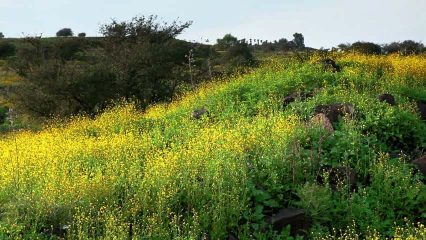 A hillside covered with yellow and green foliage with a couple of trees to add