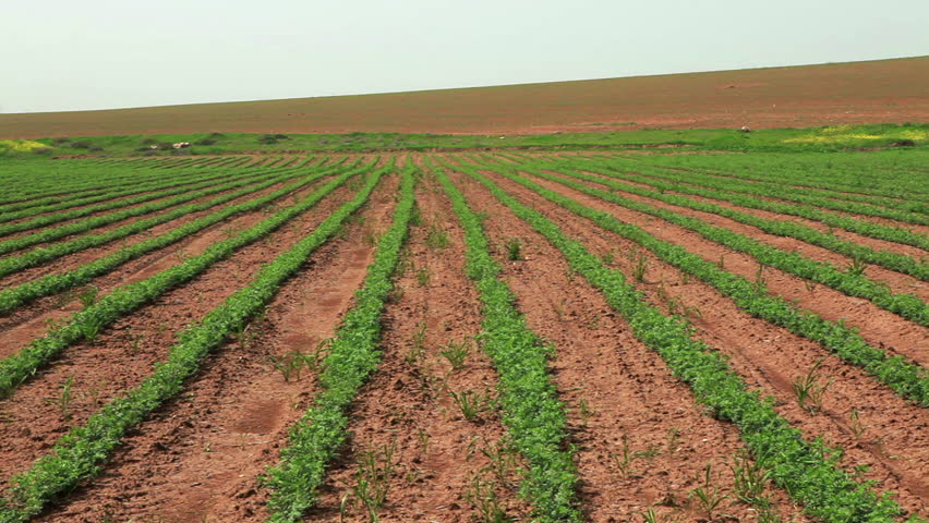 Pan left to right across a field in Israel with rows of beans plants where there