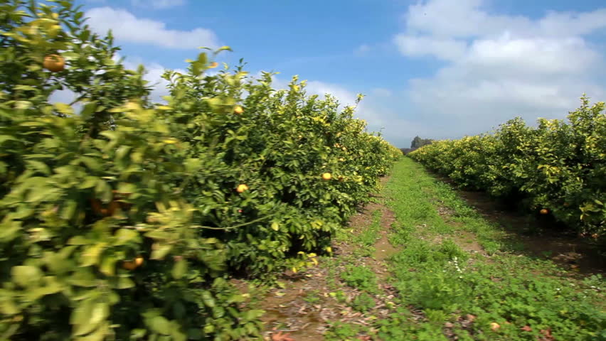 Drive by shooting of a lemon orchard in a fertile valley in Israel.