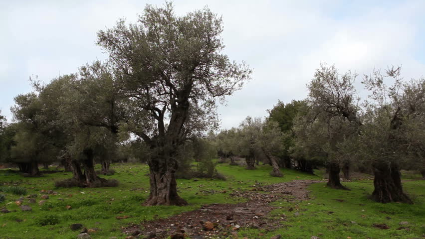 Wide slider dolly shot left to right of an olive grove in the Golan Heights in