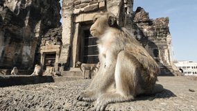 Lopburi city in Thailand, thousands of macaque monkeys live in freedom.
During the monkeys festival. In the temple Phra Prang Sam Yod, a monkey couple observes the other members of the community 