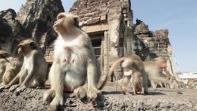 Lopburi city in Thailand, thousands of macaque monkeys live in freedom.
During the monkeys festival. In the temple Phra Prang Sam Yod, a female and babies watch other community members