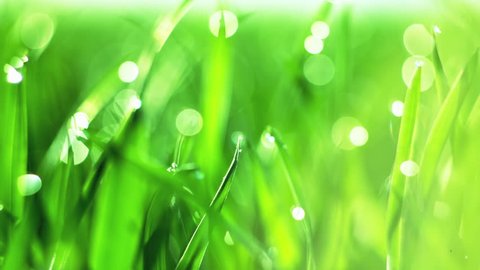 DOLLY MOTION: Blurred Grass Background With Water Drops. RAW video record.