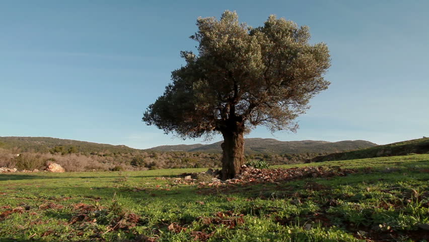 Low angle dolly left to right with a lone tree in the hills of Israel being the