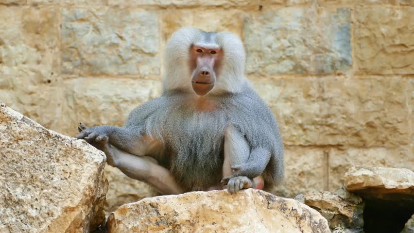 Baboon - Alpha male footage