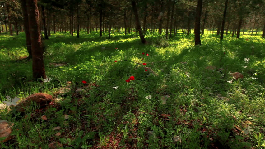 Tilt down of the green, grassy forest floor scattered here and there with red