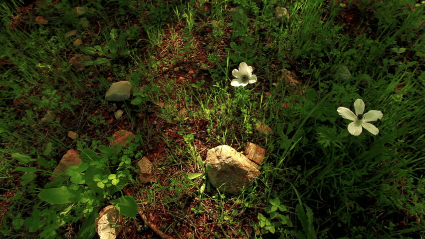 Pan left to right looking down at a white flower and small stones on the forest