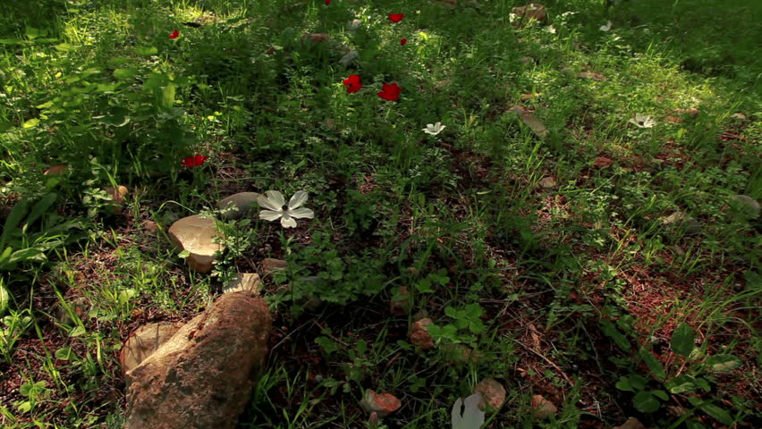 Tilt up along the forest floor in the Mount Tabor region of Israel with red and