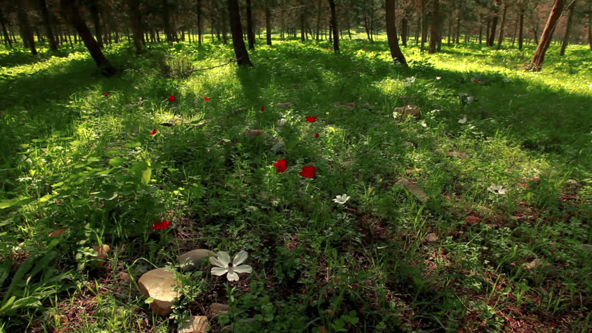 A beautiful, green forest floor in the Mount Tabor region of Israel. Red and