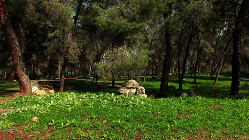 Drive-by of a forest in the Mount Tabor region of Israel.  Green foliage and