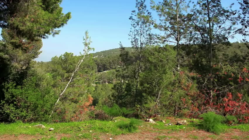 Drive-by of a forest in the Mount Tabor region of Israel. 