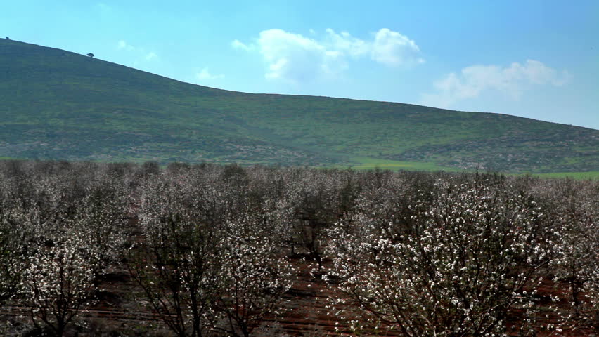 Almond orchard with pink and pearl blossoms, the green covered hills of northern