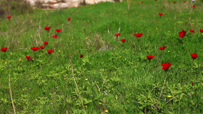 Slider dolly move left to right across red flowers scattered throughout a field
