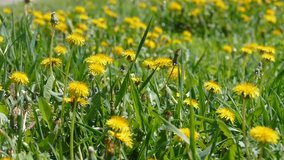 Meadow with yellow dandelions slow motion video