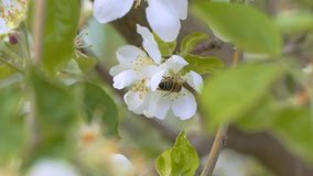 bee pollinates a flower slow motion video