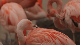 Beautiful group of pink flamingos at the zoo. Argentina Flamingos, video footage. 