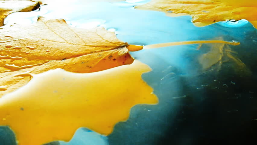 colored autumn leaves in dark blue water