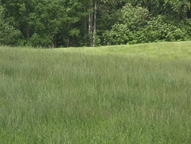 Large Black Cow In Motion