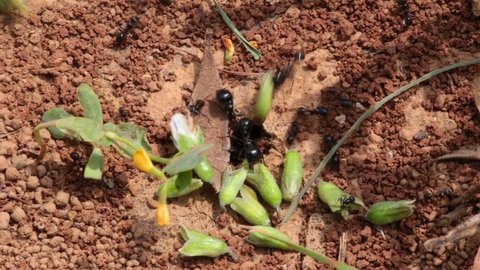 Ants working carrying leaves inside underground hive bright summer desert macro