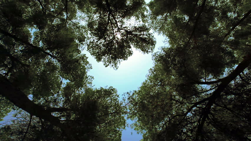 camera at extreme low angle shooting straight up into the tree tops with the