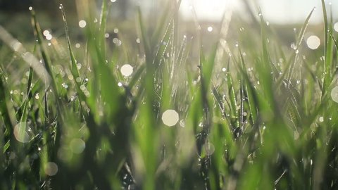 Camera slowly moving through fresh spring grass with early morning dew drops at meadow or yard - macro close up with blur bokeh water bubbles tracking shot to the right
