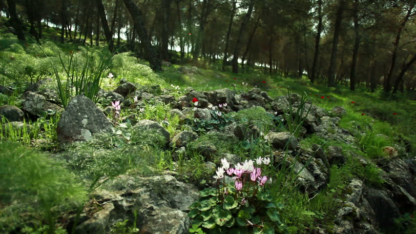 Forest hillside floor in Israel in the Mount Tabor region of Israel.  