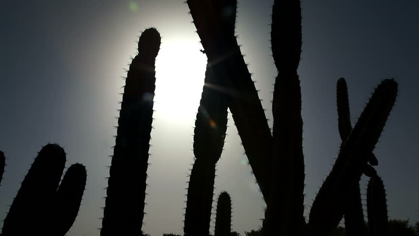 Cactus silhouetted by the sun in the Ein Harod region of Israel.