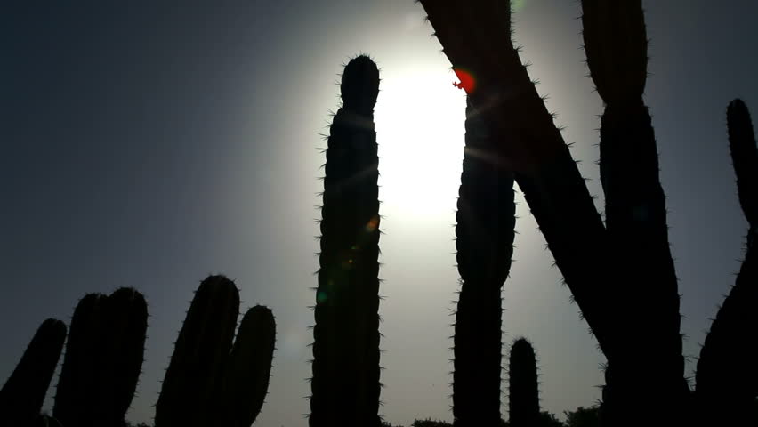 Slider dolly move left to right of silhouetted cacti under the blazing Israeli