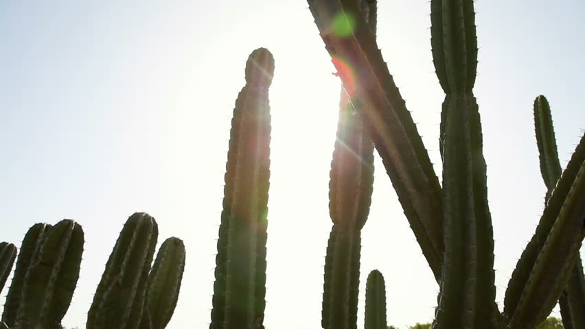 Tilt down from the sun being shot through green cacti to an orchard in the