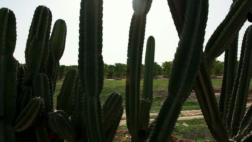 Tilt up from green cacti with an orchard in the background to the sun shining