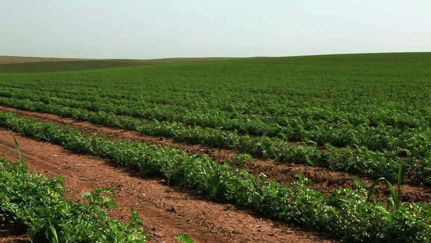 Wide dolly shot left to right of a field of bean plants in Israel.