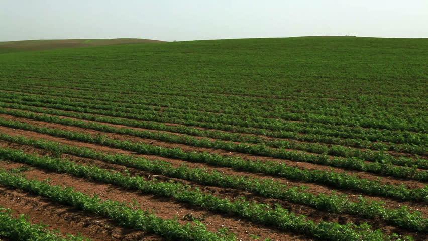 Wide dolly shot right to left of a field of bean plants in Israel.